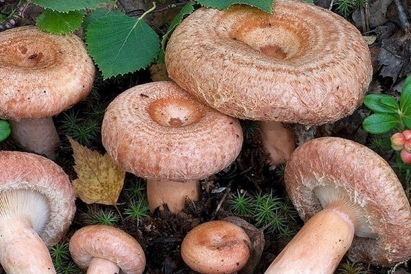 Mushrooms mushrooms and volnushki: difference, photo