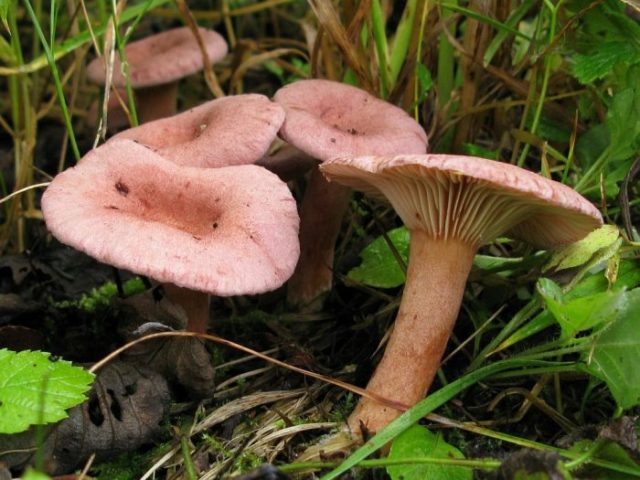 Mushrooms mushrooms: photo and description of false twins