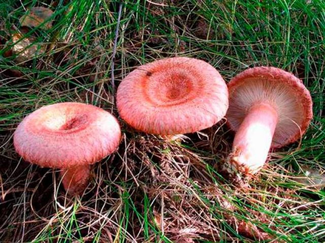 Mushrooms mushrooms: photo and description of false twins