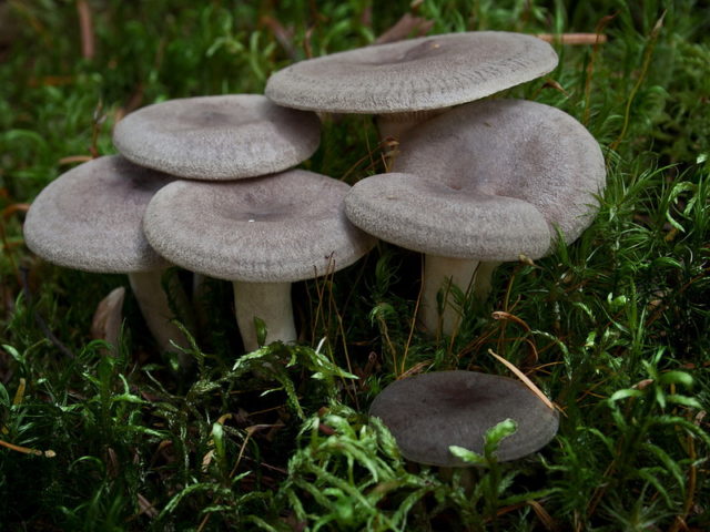 Mushrooms mushrooms: photo and description of false twins