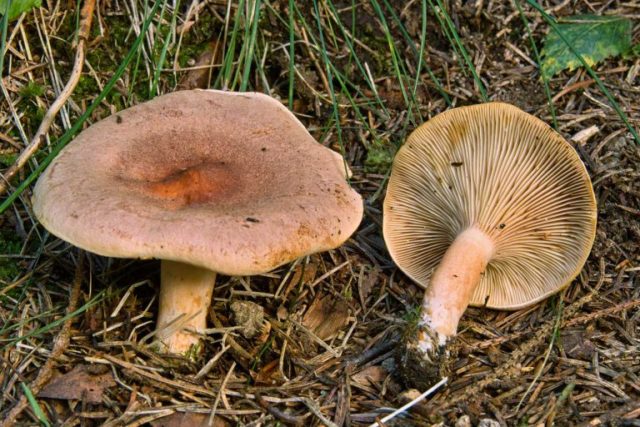 Mushrooms mushrooms: photo and description of false twins