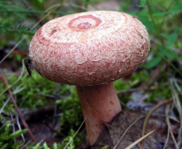 Mushrooms mushrooms: photo and description of false twins