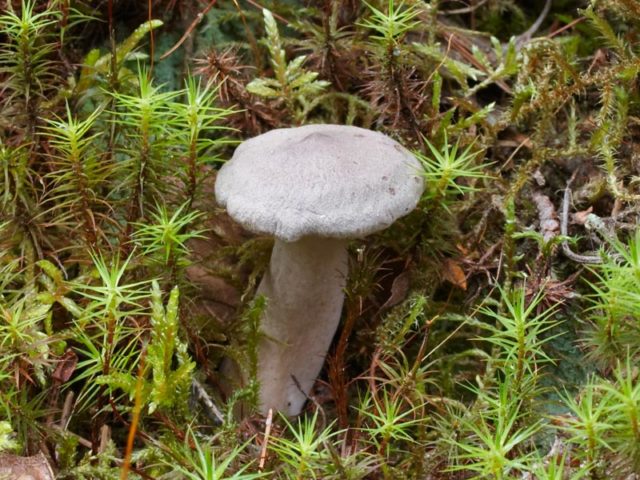 Mushrooms mushrooms: photo and description of false twins