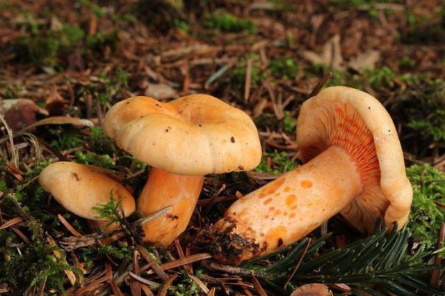 Mushrooms mushrooms: photo and description of false twins