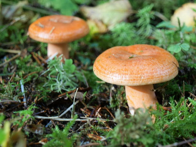 Mushrooms mushrooms: photo and description of false twins