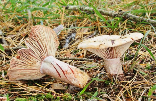 Mushrooms mushrooms: photo and description, types, how to identify