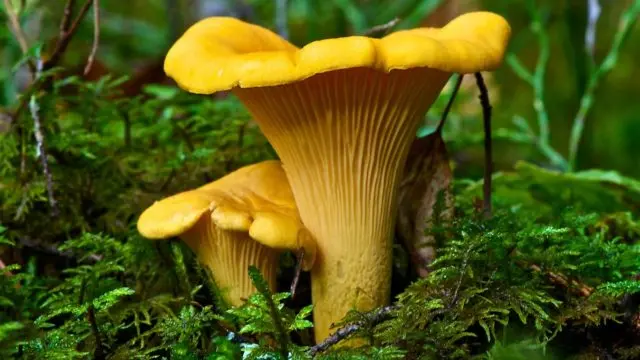 Mushrooms mushrooms: photo and description, types, how to identify