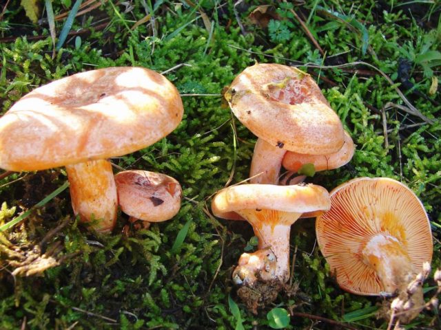 Mushrooms mushrooms: photo and description, types, how to identify