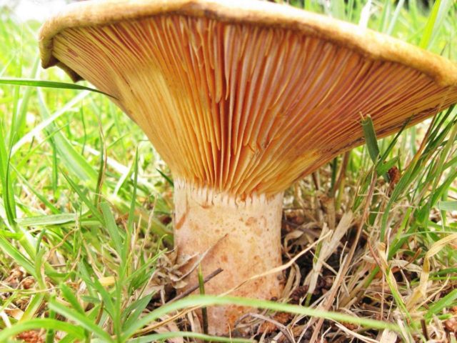 Mushrooms mushrooms: photo and description, types, how to identify