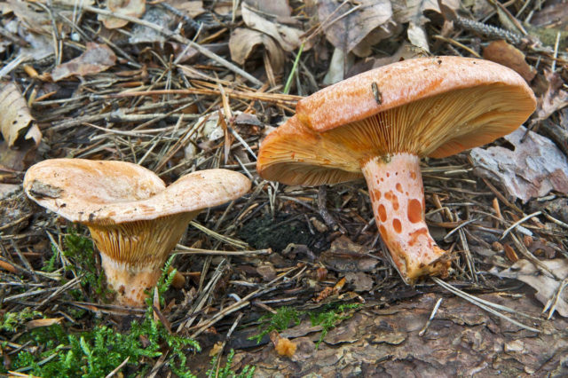 Mushrooms mushrooms: photo and description, types, how to identify