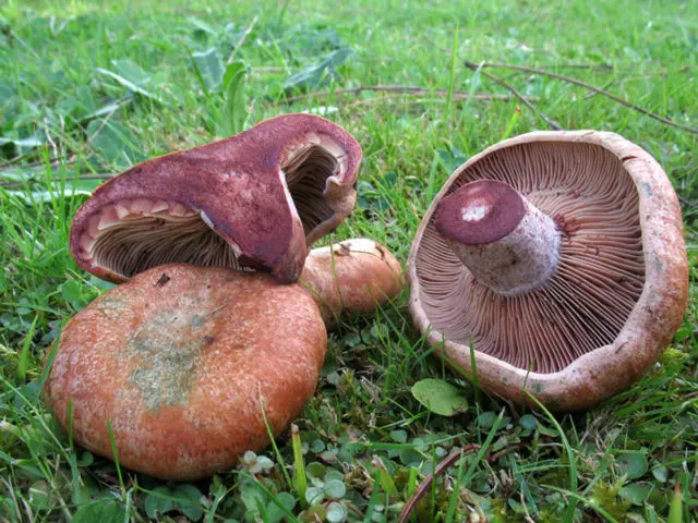 Mushrooms mushrooms: photo and description, types, how to identify