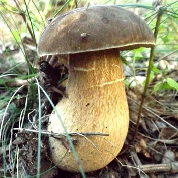 Mushrooms: value categories and uses