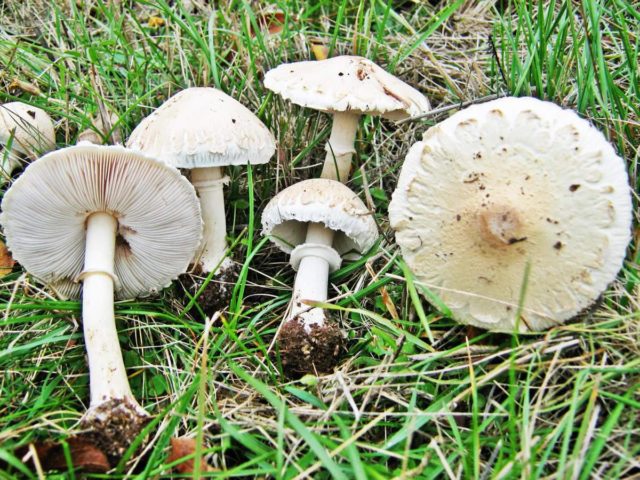 Mushrooms white umbrellas: photo and description