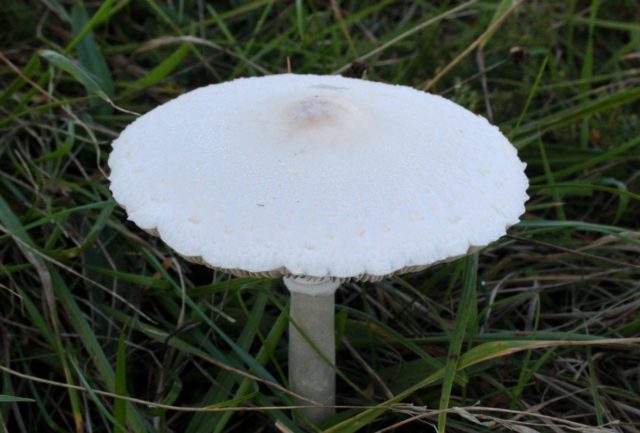 Mushrooms white umbrellas: photo and description