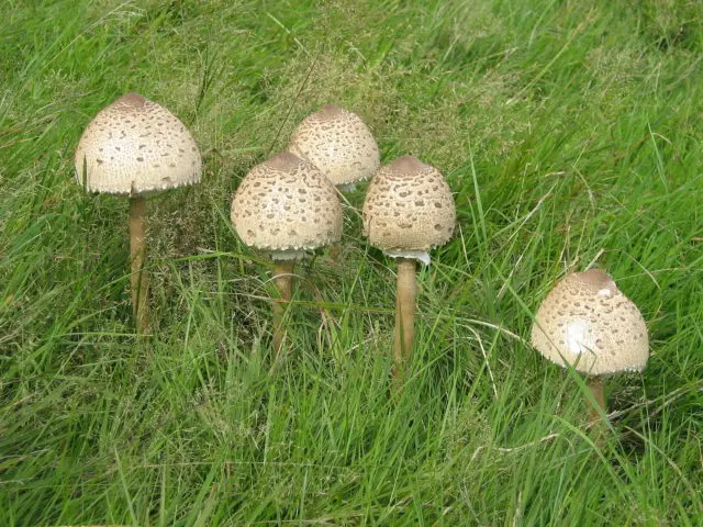 Mushrooms white umbrellas: photo and description