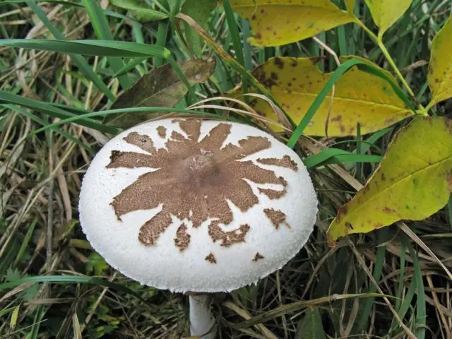 Mushrooms white umbrellas: photo and description