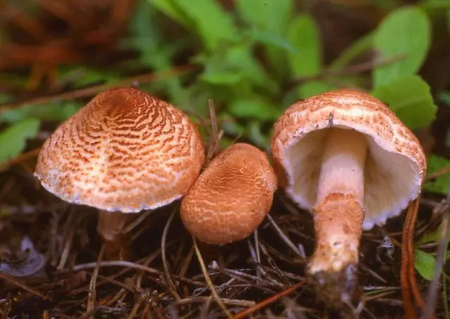 Mushrooms white umbrellas: photo and description