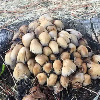 Mushrooms with an ovoid fruiting body