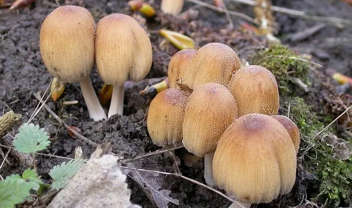 Mushrooms with an ovoid fruiting body