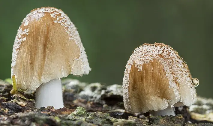 Mushrooms with an ovoid fruiting body