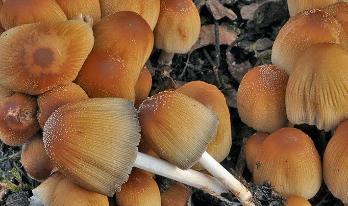 Mushrooms with an ovoid fruiting body