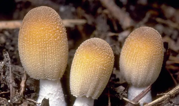 Mushrooms with an ovoid fruiting body