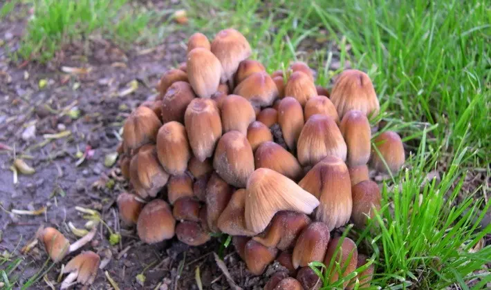 Mushrooms with an ovoid fruiting body