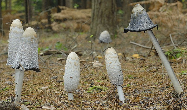Mushrooms with an ovoid fruiting body