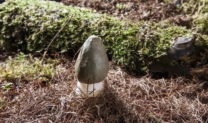 Mushrooms with an ovoid fruiting body