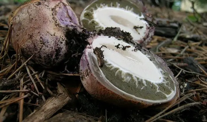 Mushrooms with an ovoid fruiting body