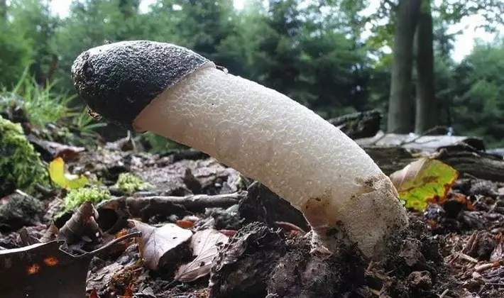 Mushrooms with an ovoid fruiting body