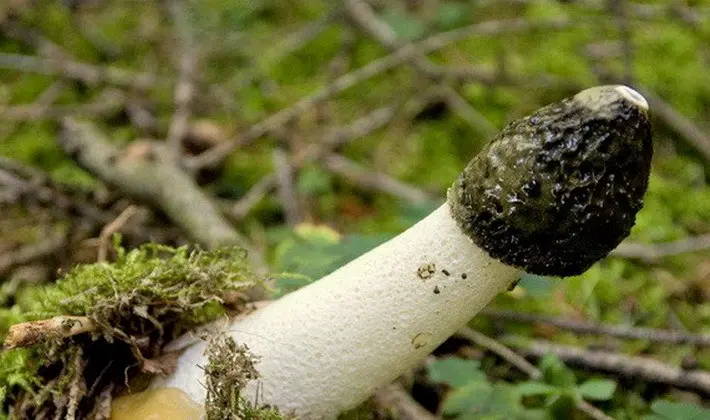 Mushrooms with an ovoid fruiting body