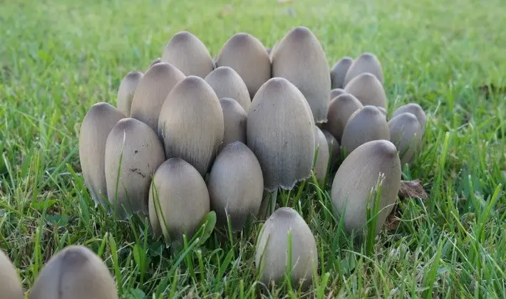 Mushrooms with an ovoid fruiting body