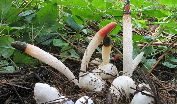 Mushrooms with an ovoid fruiting body