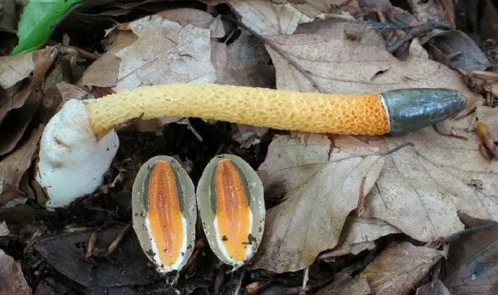 Mushrooms with an ovoid fruiting body