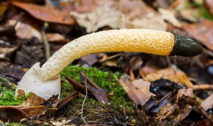 Mushrooms with an ovoid fruiting body