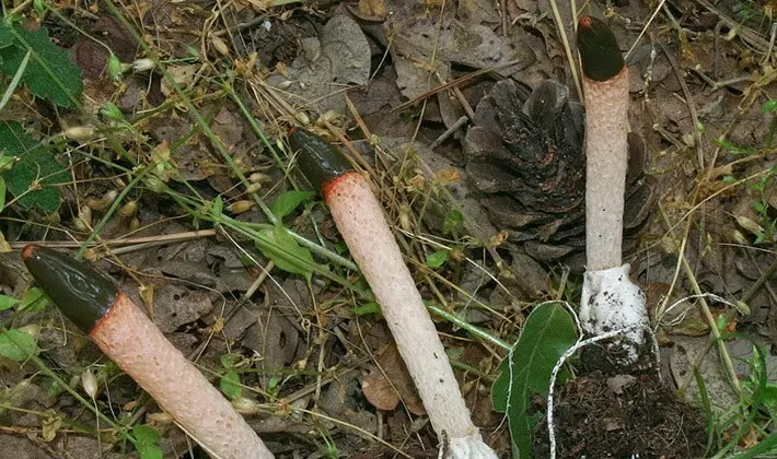 Mushrooms with an ovoid fruiting body