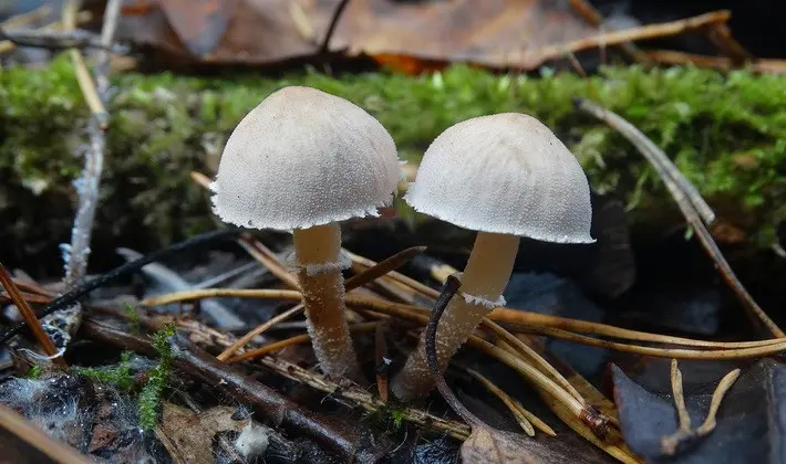 Mushrooms with an ovoid fruiting body