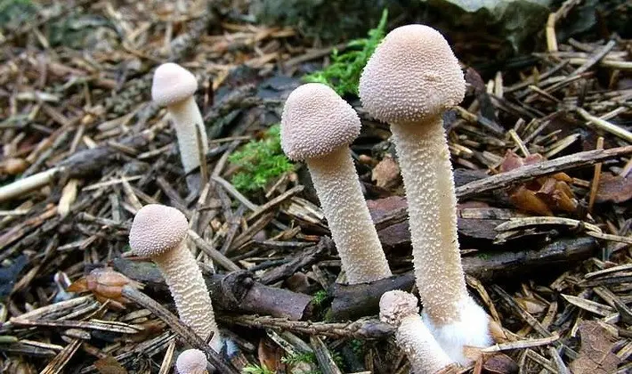 Mushrooms with an ovoid fruiting body