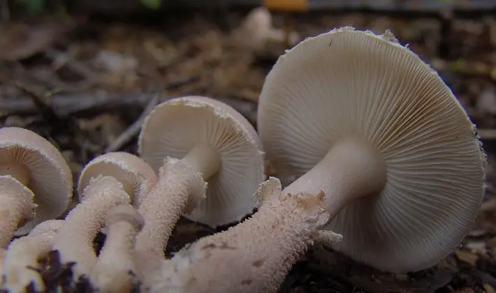 Mushrooms with an ovoid fruiting body