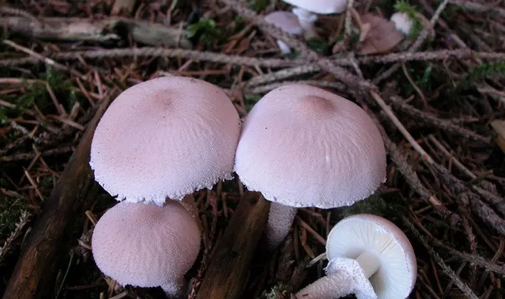 Mushrooms with an ovoid fruiting body