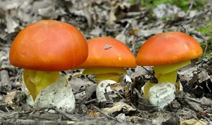 Mushrooms with an ovoid fruiting body