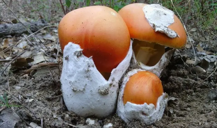 Mushrooms with an ovoid fruiting body