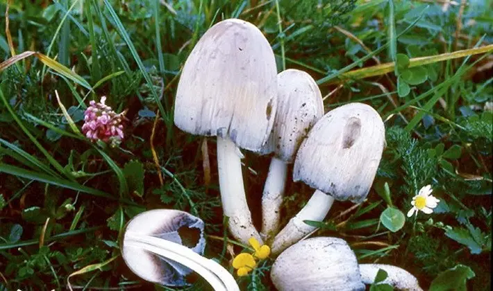 Mushrooms with an ovoid fruiting body