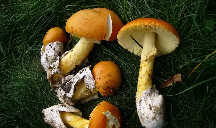 Mushrooms with an ovoid fruiting body