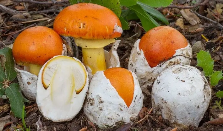 Mushrooms with an ovoid fruiting body