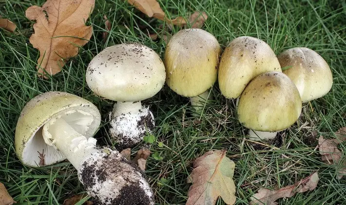 Mushrooms with an ovoid fruiting body