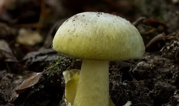 Mushrooms with an ovoid fruiting body