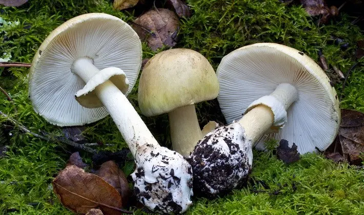 Mushrooms with an ovoid fruiting body