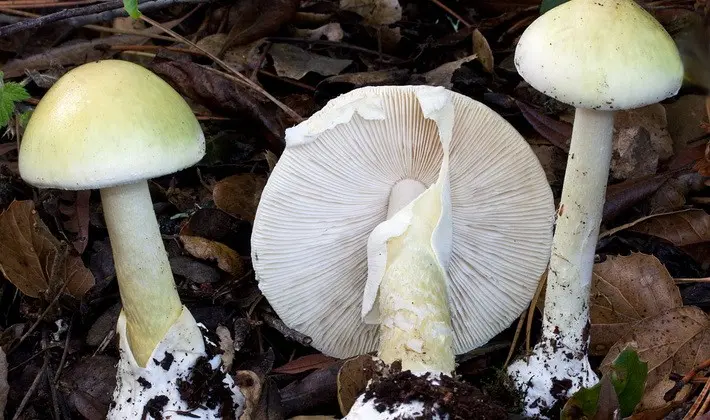 Mushrooms with an ovoid fruiting body